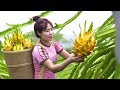 Harvesting Royal Dragon Fruit Go to Market Sell | Country life | Linh Harvesting