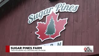 Get the Perfect Christmas Tree this Year at Sugar Pines Farm