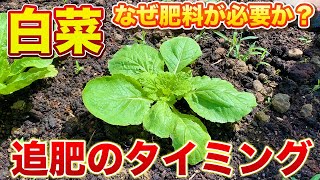 【白菜栽培】白菜を丸く大きくするための追肥作業！追肥の目的を理解するとタイミングは超簡単です！