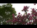 【佐賀県唐津市の風景：4k映像】つつじ園 鏡山 令和5年4月18日撮影）