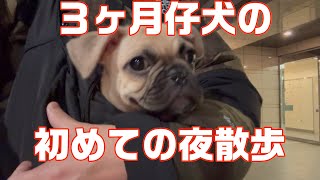 【3ヶ月仔犬の初めての夜散歩】パグとフレブル×パグの新生活