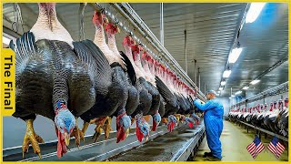 How Millions Of Turkeys Are Raised And Harvested Turkeys Processing In Factory - Farming Documentary