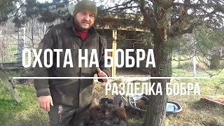 №71 Разделка бобра. Шаг за шагом.