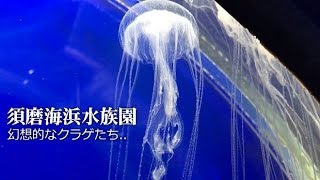 ふわふわ浮遊するくらげたち【須磨海浜水族園】幻想的 水の流れにふわふわ漂うくらげたち