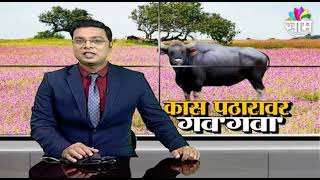 Satara | कास पठारावर रंगोत्सव सोबतच फुलांच्या गालीचासह गव्यांचं दर्शन