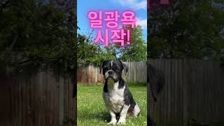 [4K 고화질] 우리집 댕댕이, 너희가 일광욕을 알어? ㅋㅋㅋ