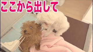 トイレ用サークルから出たいトイプードルの子犬トルテ　先住犬パンナも様子を見に来る