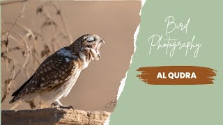 Bird Watching #dubai #uae #birds #littleowl #birdphotography #alqudra #lovelake #lovelakedubai