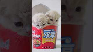 来一桶小奶猫吗?#可爱到爆炸 #吸猫 #萌宠出道计划 #喵星人 #养猫