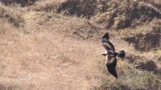 Booted Eagle (slow motion flight)