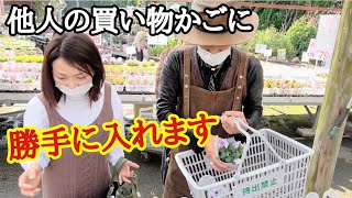 【これ押し売り？】初めて来るお客さんに買ってもらいました【花壇】【選び方】【ガーデニング】