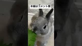 大葉を恐る恐る食べてみるうさぎ #うさぎ #bunny #大葉 #しそ