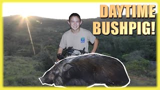 BUSHPIG DAYTIME HUNT- RARE!