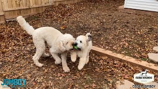 Dogs Play Fight Over a Ball, a breakdown