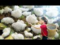 BREAKING!SHOCKING! Harvesting Edelweiss Mushroom  | A type of fungus that grows in rock caves