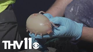 Scientists discover new species in Pacific ocean