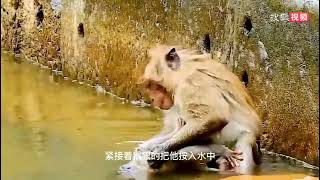 流氓公猴虐待小猴子，不仅撕咬还想淹死，现场叫声太惨了