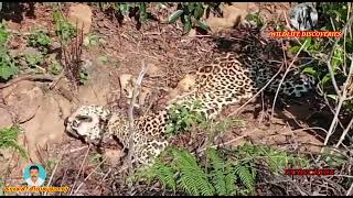 Leopard's Death!!! || தேயிலை தோட்டத்தில் சிறுத்தை இறந்த நிலை