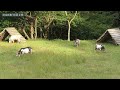 オスヤギのただ食べてるだけの動画　2022年10月2日 goat farm 手作りヤギ牧場