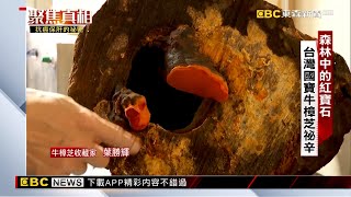 森林中的紅寶石 台灣國寶牛樟芝秘辛【聚焦真相】葉雲炫 @newsebc