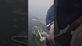 🔴Snow VS Fish