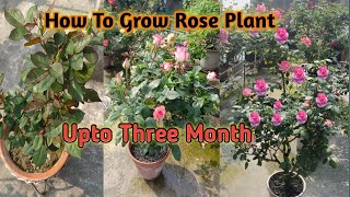 How To Grow Rose Plant #rose For beginners #गुलाब को तीन महीने तक क्या खाना देना है।