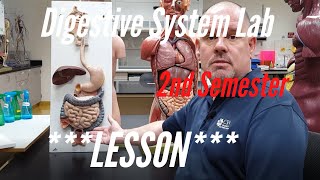 The Digestive System: Lesson for A&P Lab, 2nd Semester. Anatomy and Physiology