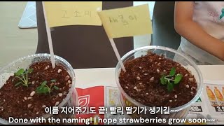 이름을 지어주면 딸기가 🍓 더 잘 자랄까? 씨앗으로 딸기 키우기_딸기 새싹 옮겨 심고 이름 지어주기 Growing with strawberry seeds_ Transplanting