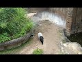 20220521台北市立動物園馬來貘鳴叫