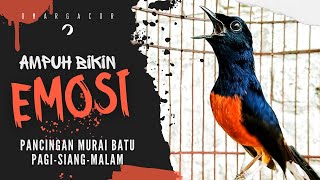 MURAI BATU GACOR AMPUH BUAT PANCINGAN MURA BATU AGAR BUNYI BIKIN MURAI BONGKAR MATERI