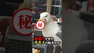 【暴食】欲張りすぎたカモメの結末...！？#海外の反応 #おもしろ