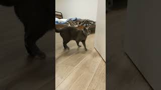 大好きなこねずみを追いかけて飛び出す猫（ロシアンブルー） #ねこ #shorts