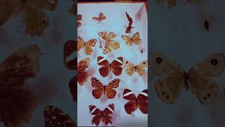 How butterflies are preserved I Study  ISatyrinae I Monarch #butterfly #insects #ytshorts