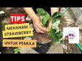 TIPS MENANAM STRAWBERRY | UNTUK PEMULA | Daily Vlog @nkgarden16