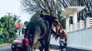 ഞങ്ങളുടെ നാട്ടിൽ ആന പറയെടുപ്പിന് വന്നപ്പോൾ || പറയെടുപ്പ്