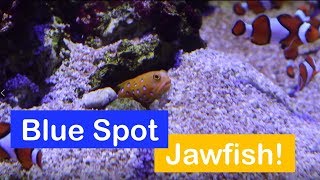 🐟 How to care for a Blue Spotted Jawfish. Species Spotlight.