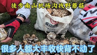 机场沟野蘑菇大爆发，徒步队友都大丰收，收获蘑菇太多都背不动了