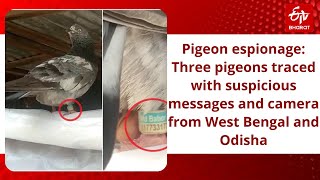 Three pigeons traced with suspicious messages and camera from West Bengal and Odisha