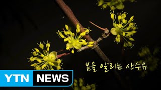 [영상] 봄을 알리는 산수유 / YTN