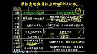 11001選修生物一ch4 2 09原核與真核生物mRNA的比較(一恭)