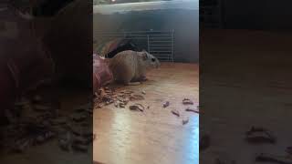 Gerbils are weird: digs imaginary dirt and then gets scared 😂😂