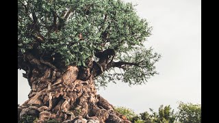 2022.01.23 Seattle Unity Sunday Service - Tree of Life