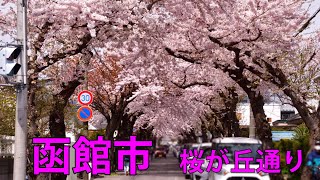 【北海道旅行】函館の桜が満開。函館市桜が丘通りの桜並木が凄い。車で桜のトンネルを通るのは圧巻。五稜郭公園・函館公園で桜が楽しめますPemandangan Jepang yang luar biasa