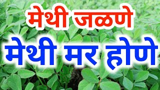 मेथी जळणे | मेथी मर होणे यावर हीच घ्या फवारणी | Methi lagwad | मेथी लागवड