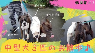 【中型犬３匹のお散歩♪】ボクサー２匹とピットブル１匹、まとめてお散歩するよっ！