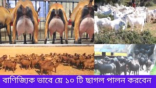 মাংস উপাদন এর জন্য সেরা ১০ টি ছাগল , top 10 meat goat breed,