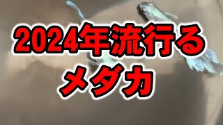 2024年流行る人気メダカはこれだ【幻想】めだかイベントで激安GETのチャンス【本血統】安らぎAQUAちゃんねる