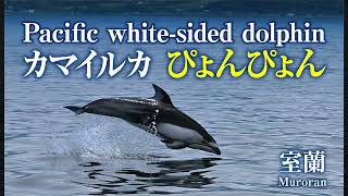 【Pacific white-sided dolphin】 Muroran