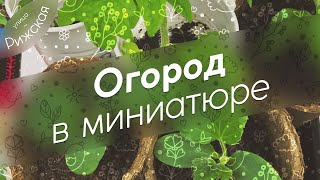 Огород в миниатюре 🍆 Часть 1. Посев