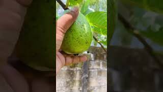 Amazing picking Apple Guava was a satisfying /This the best time eat guava#fruit #guava#guavamasala